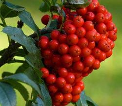 Рябина красная  природный лекарь: целебные свойства ягод, показания и проти ... - фото