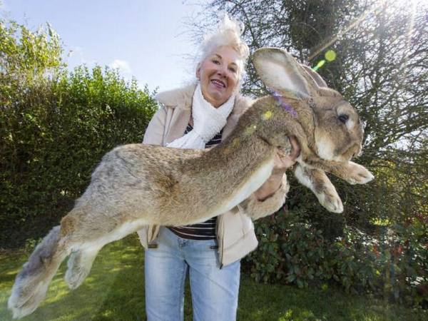 Самый большой и самый маленький кролики с фото