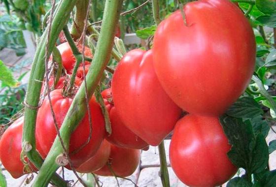 Какие семена томатов считаются лучшими сортами для Сибири - фото