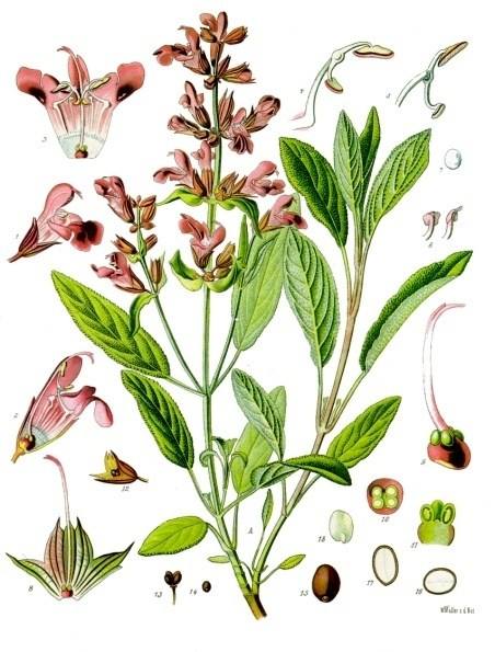 Шалфей лекарственный - выращивание и полезные свойства растения с фото