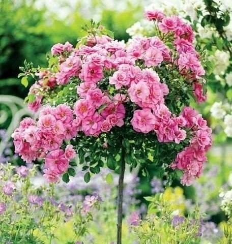 Штамбовые розы - украшение вашего сада с фото