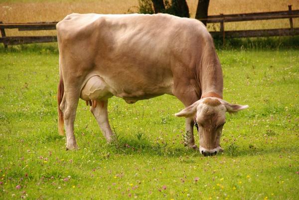 Швицкая порода коров - фото