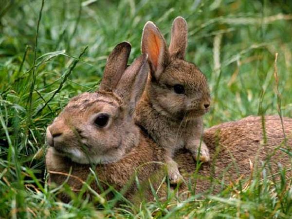 Все о продолжительности жизни кроликов - фото
