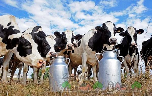 Молочная продуктивность коров - фото