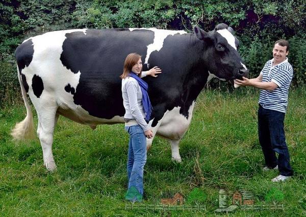 Как узнать вес коровы без наличия весов? с фото