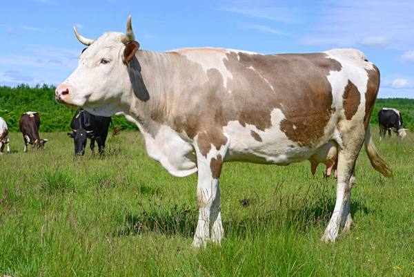 Методы измерения среднего веса коровы, быка или теленка с фото