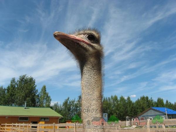 Какой вес бывает у страусов? - фото