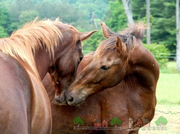 Любовь у животных - как спариваются лошади - фото