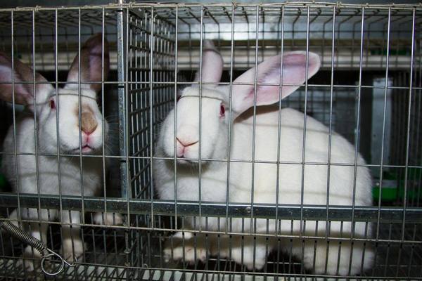Содержание кроликов в клетках для начинающих - фото