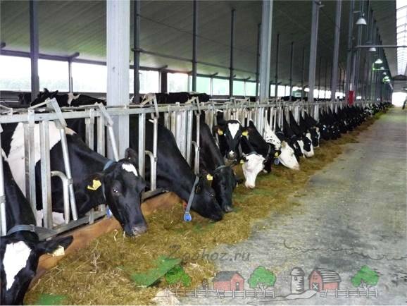 Как можно содержать молочную корову: основные способы - фото