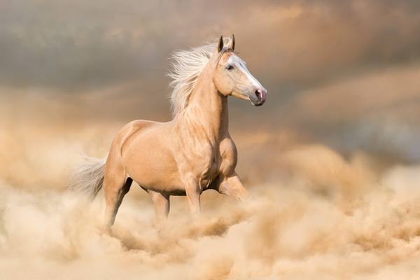 Характеристика соловой лошади - фото