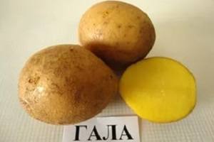 Картофель «Гала»: описание сорта с фото и отзывы садоводов - фото