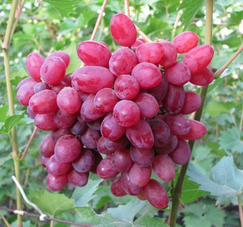 Сорт винограда «Велес» с фото
