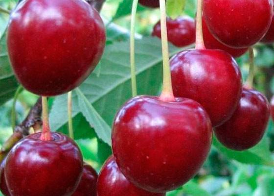 Описание сорта вишни Тургеневская и особенности ее выращивания - фото