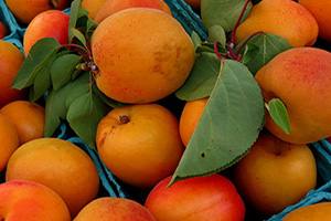 Разноцветные абрикосы: сорта с необычной расцветкой - фото