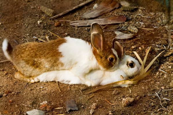Случка кроликов  правила и советы с фото