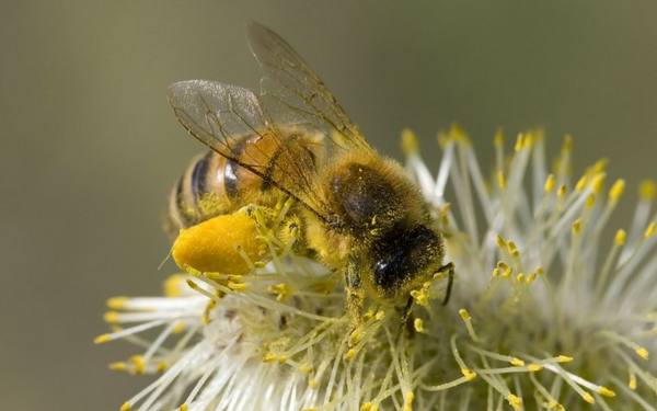 Стимовит на помощь пчеловоду - фото