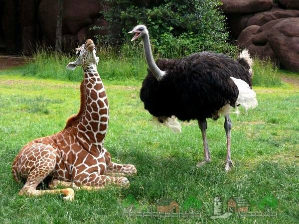 Кто такой страус: птица или животное? - фото