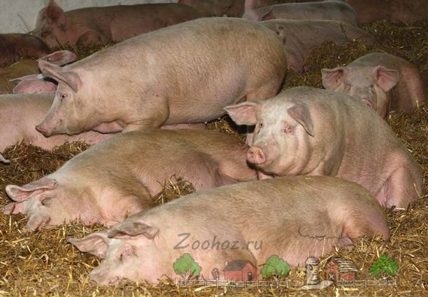 Что нам известно о развитии свиноводства в Беларуси? - фото