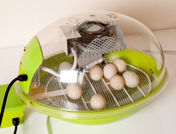 Оптимальная температура в инкубаторе для куриных яиц - фото