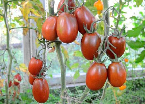 Выбираем колорит и экзотику: знакомимся с сортом томатов Черный мавр - фото