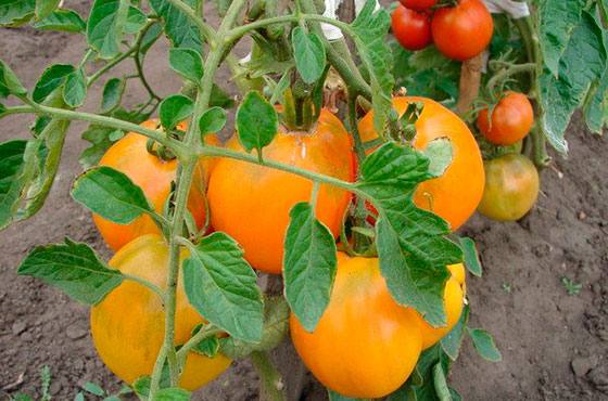 Медовый Спас  один из самых сладких томатов в мире с фото