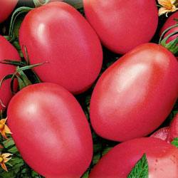 Выращивание томатов Новичок розовый с фото