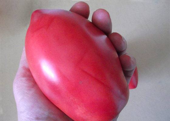 Характеристика и описание сорта томатов Розовый фламинго, нюансы культивиро ... - фото