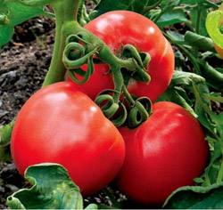 Неприхотливый проверенный временем сорт томатов Сибирский скороспелый - фото