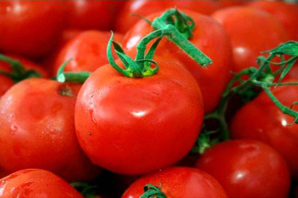 Сорт томатов Толстой: 15 кг с одного куста с фото