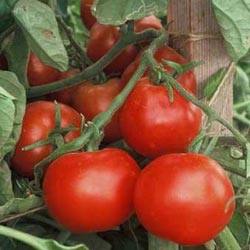 Помидорный гибрид Взрыв: описание томата, особенности выращивания и отзывы - фото