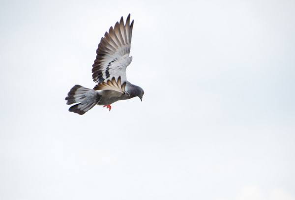 Летные торцовые голуби - фото