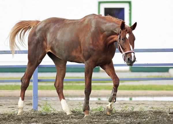 Тракененская порода лошадей с фото
