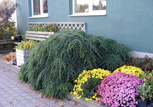 Тсуга - хвойное растение для вашего сада - фото