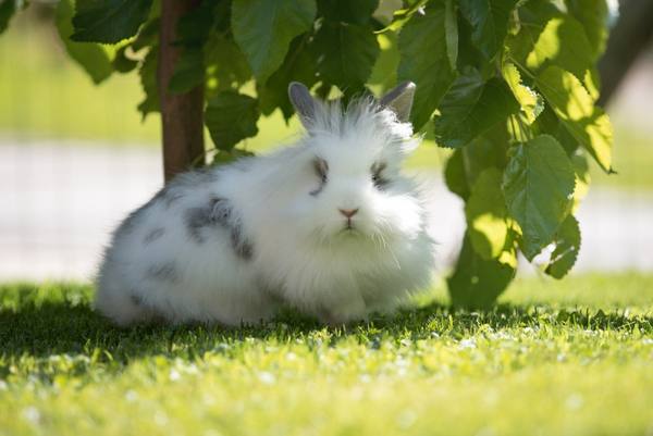 Что означает нетипичный цвет мочи у кролика? с фото