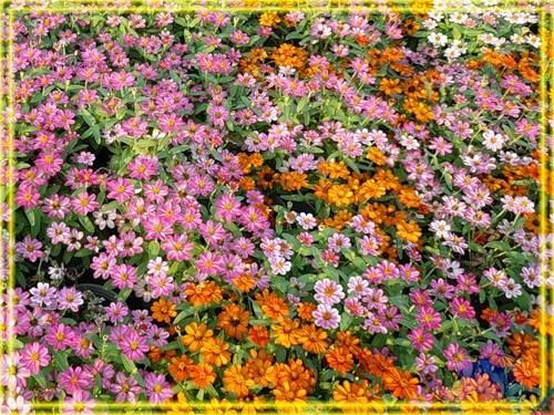 Цветок Брахикома - Посадка и Уход - фото