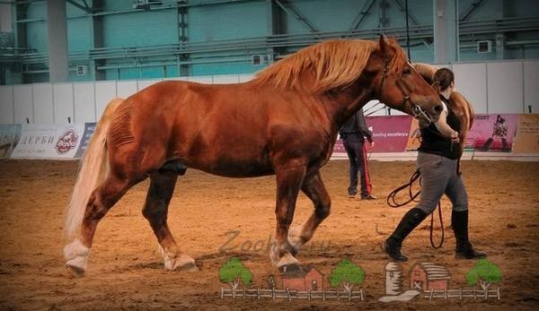 Лошади тяжеловозы - тяжелая артиллерия конного мира - фото