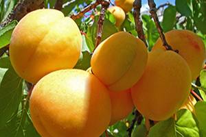 Самоплодные абрикосы: особенности и характеристики сортов - фото