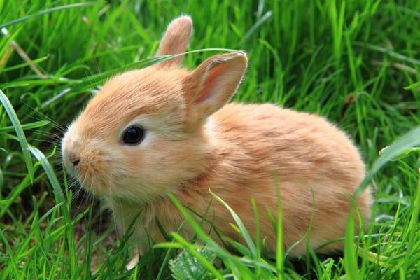Лечение ушного клеща у кроликов - фото