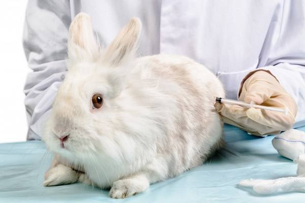 Вакцинация кроликов - фото