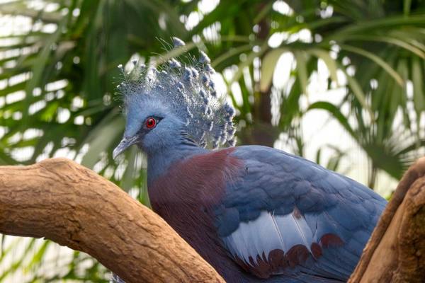 Роскошные венценосные голуби - фото