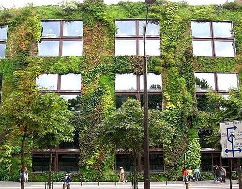 Вертикальное озеленение фасада, заборов и стен с фото