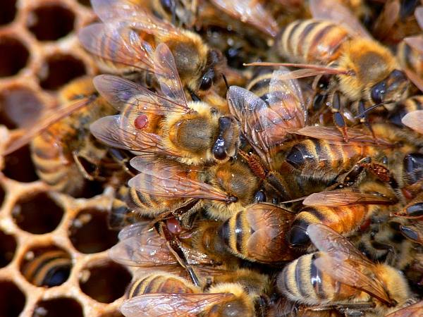 Как проводить весеннюю обработку пчелиных семей от клещей? - фото