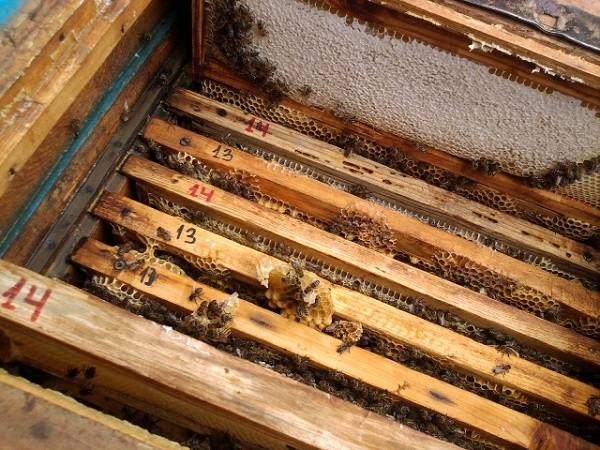 Все о весенней ревизии пчелиных семей на пасеке - фото