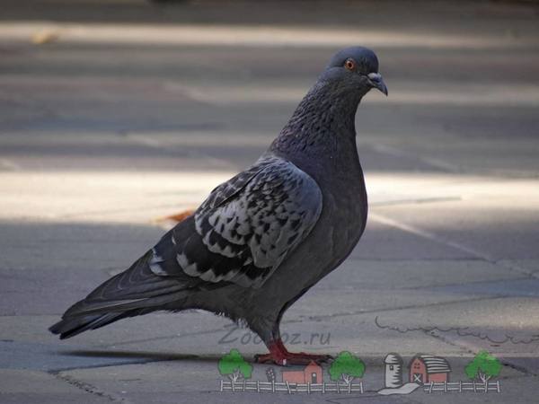Знакомимся с породами голубей и их названиями по фото - фото