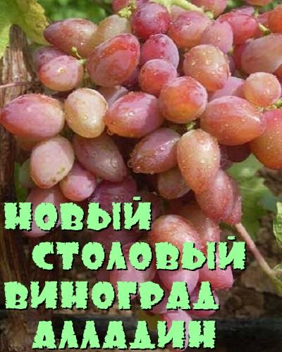 Новый столовый виноград Аладдин - фото