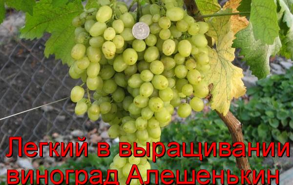 Легкий в выращивании виноград Алешенькин с фото
