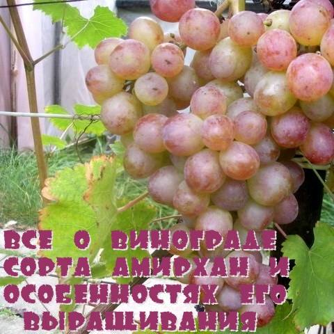 Все о винограде сорта Амирхан и особенностях его выращивания с фото