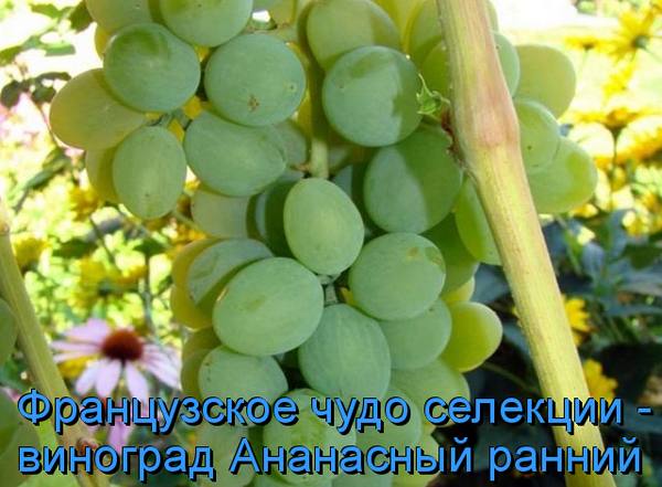 Французское чудо селекции - виноград Ананасный ранний с фото
