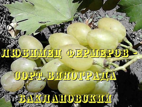 Любимец фермеров - сорт винограда Баклановский с фото